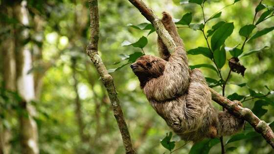 A brown-throated three-toed sloth climbing a branch in the rainforest